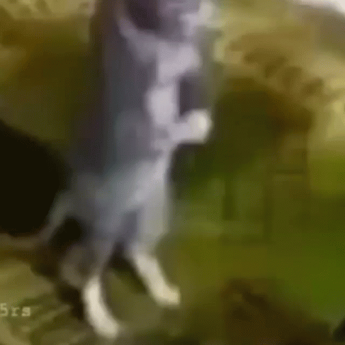 Gray Cat Bow Praying Meme GIF