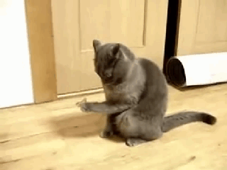 Gray Cat Filing Nails Staring Down GIF