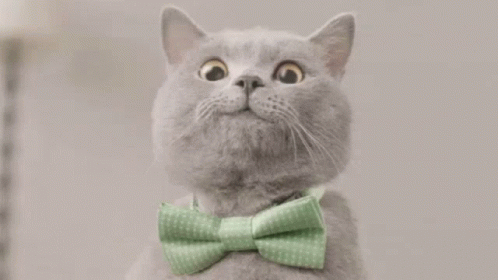 Gray Cat in Green Bow Tie Looking Up