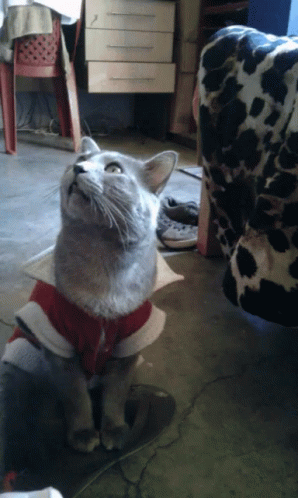Gray Cat in Red Shirt Looking Up
