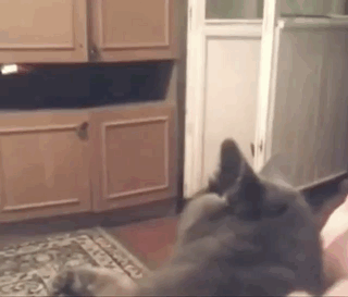 Gray Cat Laying On Person's Lap GIF