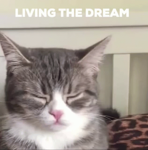 Gray Cat Living The Dream GIF