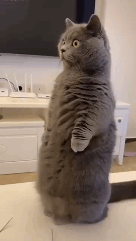 Gray Cat On Hind Legs In Front Of TV GIF