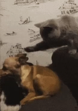 Gray Cat Pimp Slap Chihuahua GIF