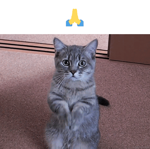 Gray Cat Praying GIF