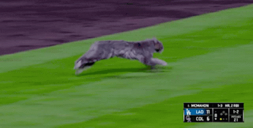 Gray Cat Running GIF