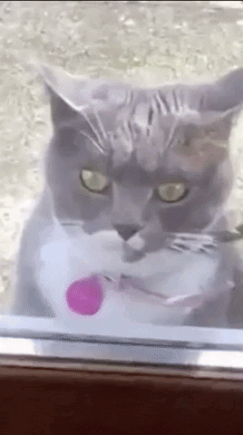 Gray Cat Scratching Glass Its Friday GIF