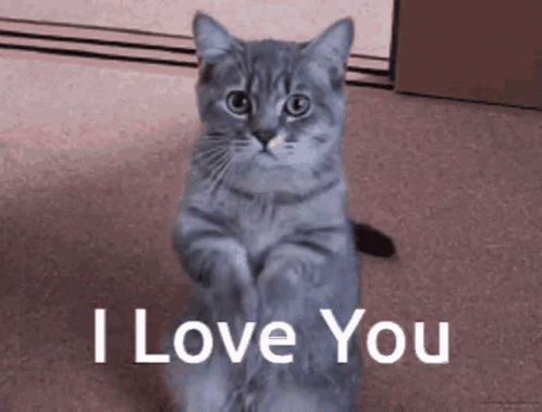 Gray Cat Sitting Saying I Love You