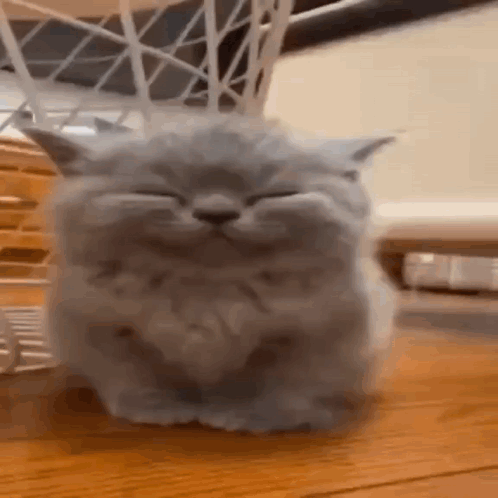 Gray Cat Sitting With Eyes Closed