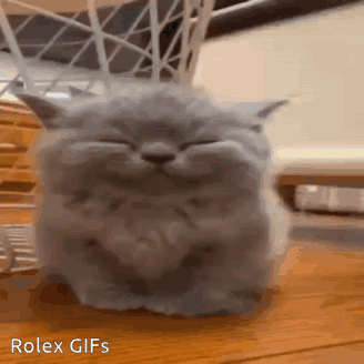 Gray Cat Sitting with Eyes Closed