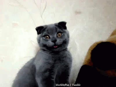Gray Cat Smiling at Camera