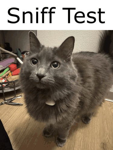 Gray Cat Standing Next to Sniff Test Sign