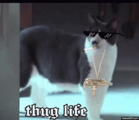 Gray Cat Thug Life GIF