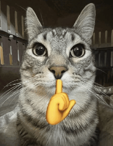 Gray Cat Touching Nose GIF