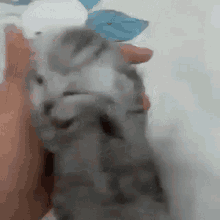 Gray Kitten At Owner's Hand Screaming Cat Meme GIF
