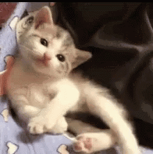 Gray Kitten Lying on Blue Blanket