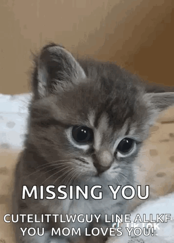 Gray Kitten Sitting on Bed Saying Missing You