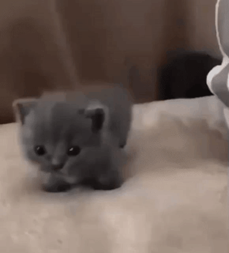 Gray Kitten Walking on Bed