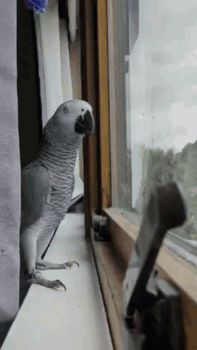 Gray Parrot Looking Out Window