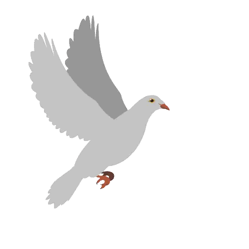 Gray Pigeon Flying with Spread Wings