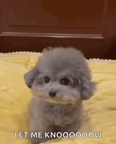 Gray Poodle Sitting on Yellow Blanket Says Let Me Knoooooow