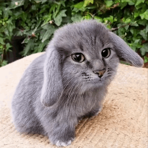 Gray Rabbit Sitting With Long Ears GIF