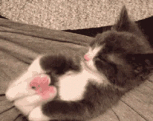 Gray White Cat Lying on Back with Heart Paws