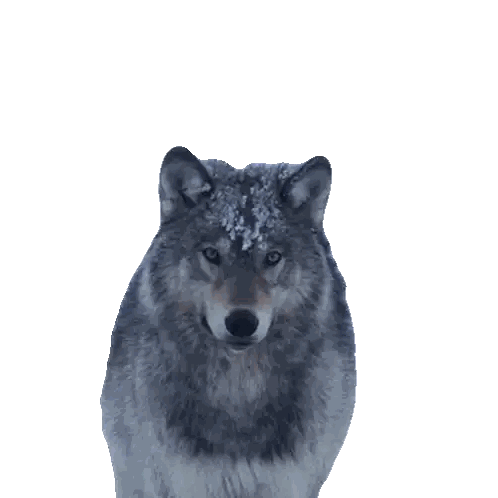 Gray Wolf with Snow
