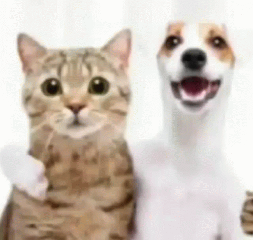 Great Friends El Gato Meme GIF