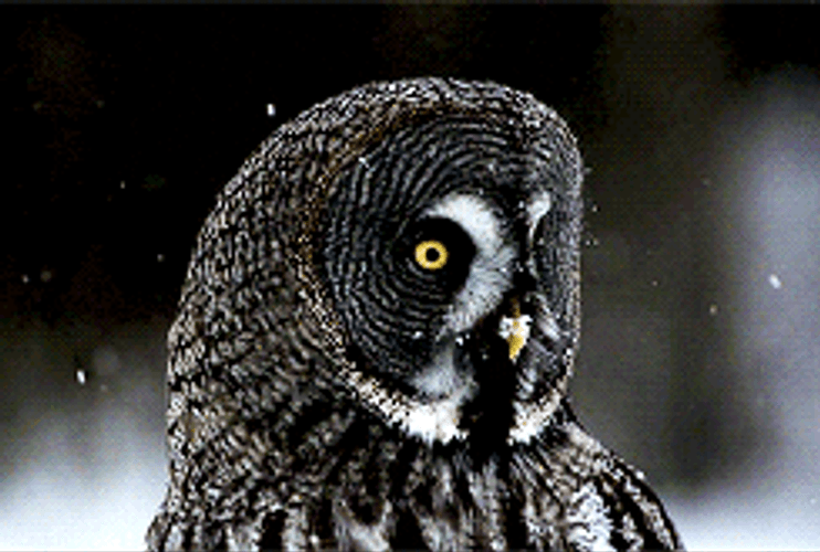 Great Grey Owl Animal GIF