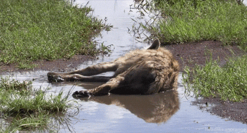 Great Migration Hyena GIF