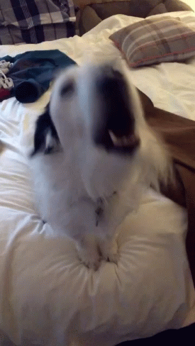 Great Pyrenees Dog Barking GIF