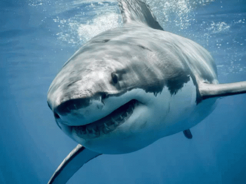 Great White Shark Smiling In Ocean GIF