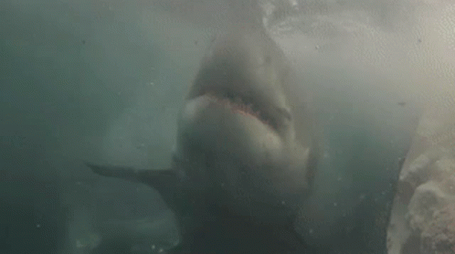 Great White Shark Swimming GIF