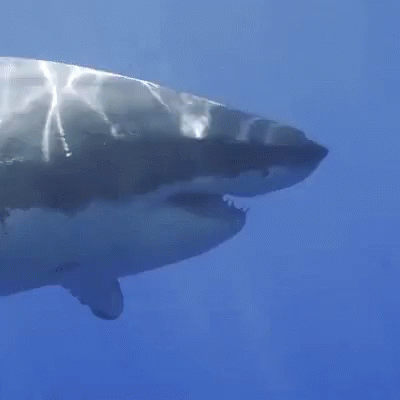 Great White Shark Swimming GIF