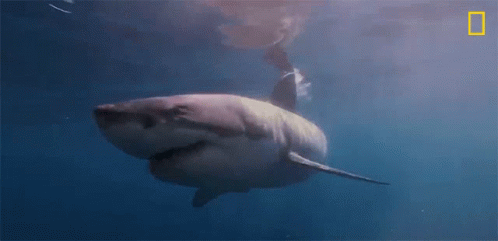 Great White Shark Swimming GIF