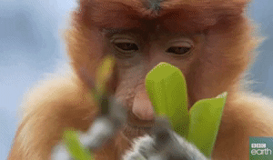 Greedy Brown Monkey Eating Leaves GIF