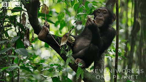 Greedy Monkey Sitting On Tree And Eating GIF