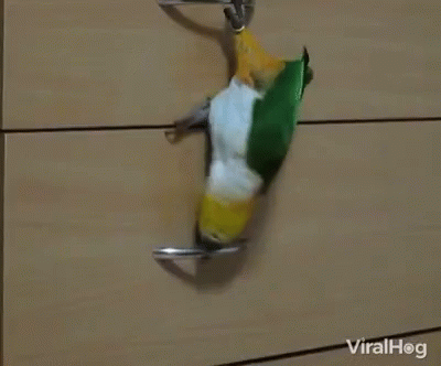 Green and Yellow Parrot on Dresser Door