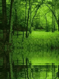 Green Big Swamp GIF