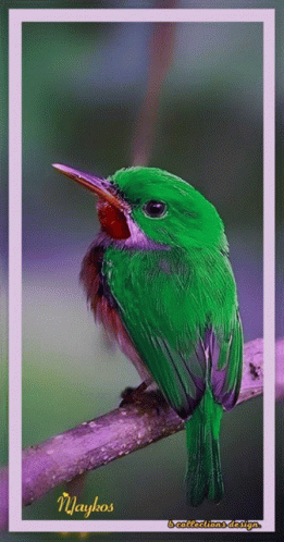Green Bird With Red Beak On Purple Branch Wayhos GIF