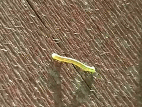 Green Bug on Wooden Surface