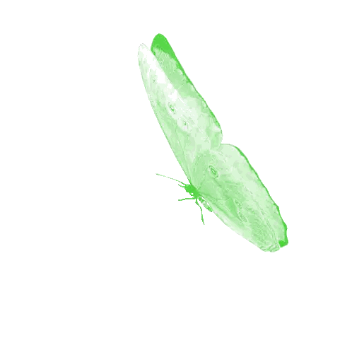 Green Butterfly Flying