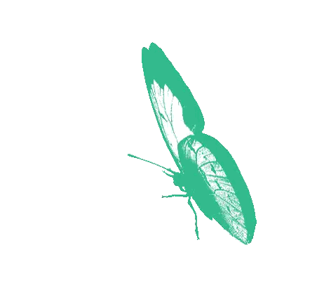 Green Butterfly Flying