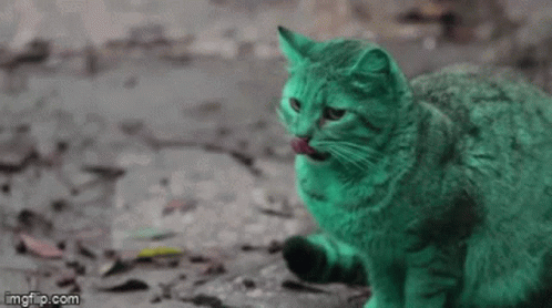 Green Cat Sitting On Ground Looking