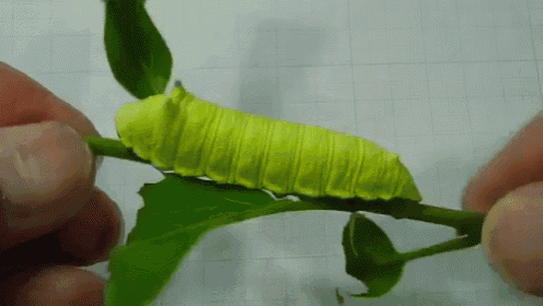 Green Caterpillar On A Stem GIF