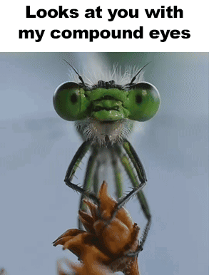 Green Dragonfly Looks At You GIF