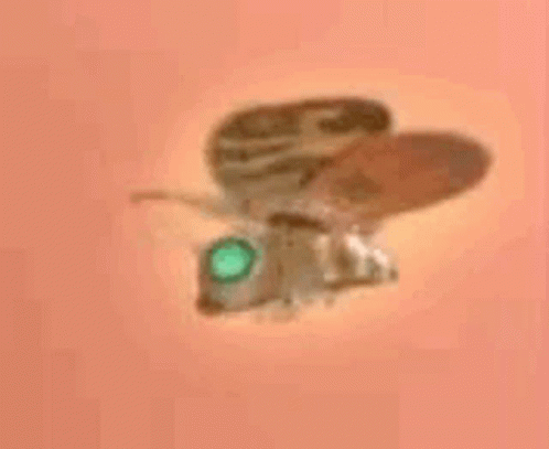 Green Eye Moth Flying On Pink GIF