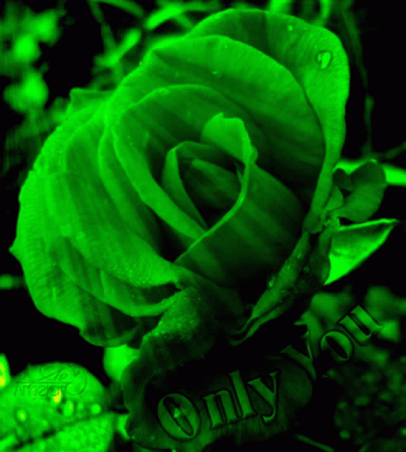Green Floral Rose Only You GIF