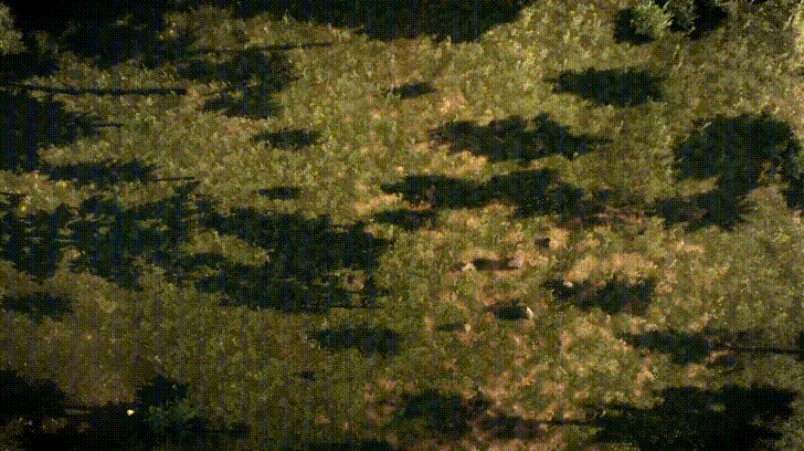 Green Forest Clearing GIF